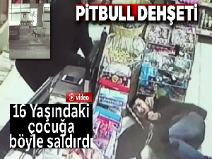 Silivri'de pitbull dehşeti