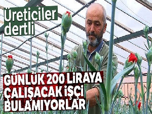 Günlük 200 liraya çalışacak işçi bulamıyorlar