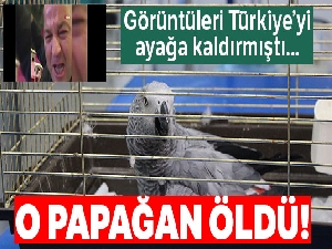 Murat Özdemir'in işkence ettiği papağan öldü