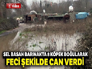 Kemerburgaz'da köpek eğitim merkezini sel bastı: 8 köpek öldü