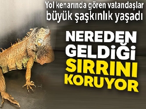 Bodrum'da başıboş gezerken bulunan iguananın nereden geldiği sırrını koruyor