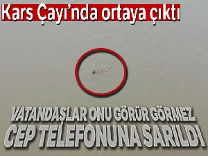 Kars Çayı'nda ilk kez su samuru görüldü