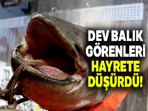 Dev balık görenleri hayrete düşürdü: 2 metre 30 santim, 103 kilo