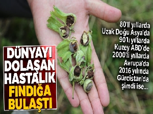 Dünyayı dolaşan hastalık fındığa bulaştı