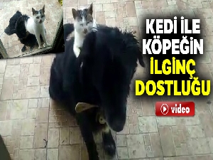 Kedi ile köpeğin ilginç dostluğu