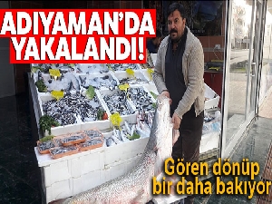 Atatürk Barajında balıkçıların oltasına takıldı