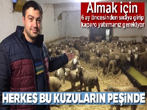 Herkes bu kuzuların peşinde