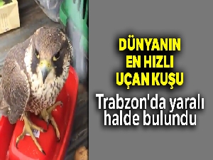 Dünyanın en hızlı uçan kuşu Gökdoğan, Trabzon'da yaralı halde bulundu