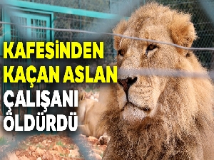 Kafesinden kaçan aslan çalışanı öldürdü