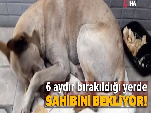 6 aydır bırakıldığı yerde sahibini bekliyor