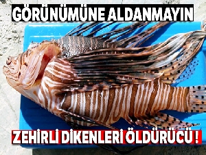 Aslan Balığı'nın görünümüne aldanmayın