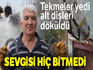 Tekmeler yedi, alt dişleri döküldü, ama atlara olan sevgisi hiç bitmedi