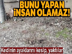 Kedinin ayaklarını kesip, yaktılar