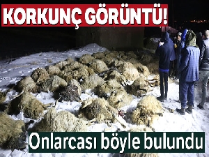 Gürpınar'da ahır çöktü 75 koyun telef oldu