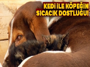 Kedi ile köpeğin dostluğu