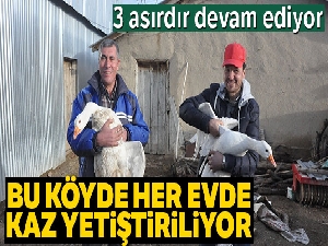 Bu köyde her evde kaz yetiştiriliyor