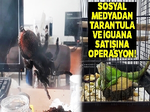 İstanbul'da kaçak tarantula ve iguana operasyonu: 12 gözaltı