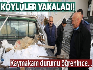 Köylüler yakaladı, kaymakamın talimatıyla doğaya bırakıldı