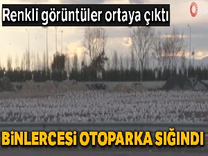 Binlerce martı rüzgar nedeniyle otoparka sığındı