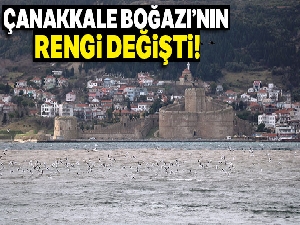 Çanakkale Boğazı'nın rengi değişti!!