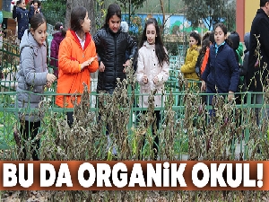 Bu da organik okul!