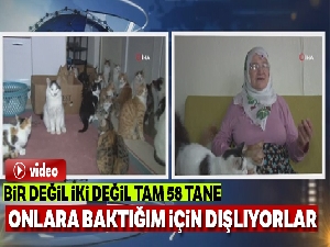 Bir evde tam 58 kedi