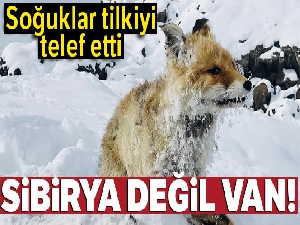 Çaldıran'da Sibirya soğukları tilkiyi telef etti