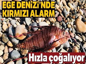 Ege Denizi'nde kırmızı alarm