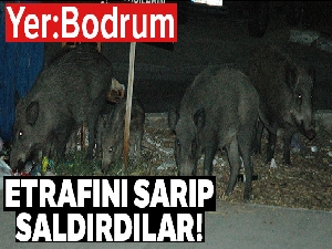 Bodrum'da odun toplayan gence domuz saldırdı