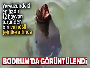 Akdeniz foku Bodrum'da görüntülendi