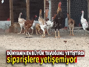 Dünyanın en büyük tavuğunu yetiştirdi, siparişlere yetişemiyor