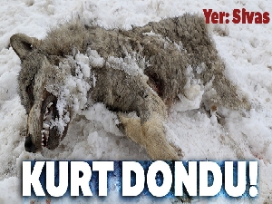 Sivas'ın ayazı koca kurdu dondurdu