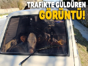 Otomobildeki buzağı görenleri şaşırttı