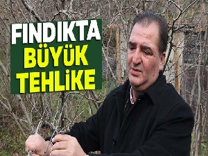 Fındıkta büyük tehlike: ‘kahverengi kokarca'