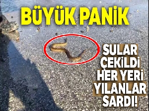Sular altında kalan tarlalarda ortaya çıkan yılanlar tedirgin ediyor