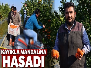 Gölovası'na dönen Çukurova'da kayıkla mandalina hasadı