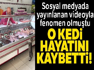 Fenomen kedi hayatını kaybetti
