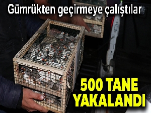 Suriye'den getirilen 500 Hint bülbülü yakalandı