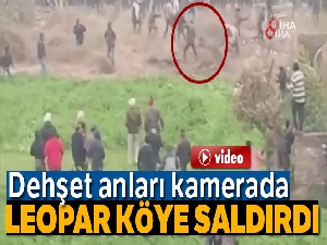 Hindistan'da şehre inen leopar hem korkuttu hem de heyecanlandırdı