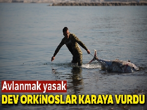 Yarım tonluk ölü orkinoslar karaya vurdu