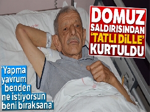 Domuz saldırısından ‘tatlı dille' kurtuldu