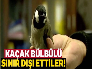 Avusturya, Iraklı 'kaçak' bülbülü sınır dışı etti