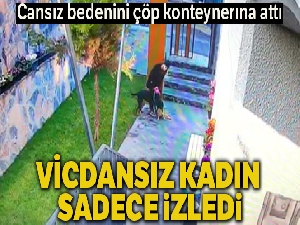 Köpek kediyi parçaladı, vicdansız kadın sadece izledi