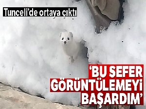 Tunceli'de 'beyaz gelincik' görüntülendi