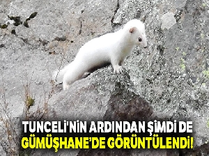 Beyaz Gelincik Tunceli'nin ardından Gümüşhane'de de görüntülendi