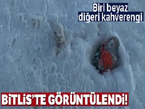 Nesli tükenen beyaz gelincik Bitlis'te görüntülendi