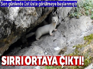 Beyaz gelinciğin sırrı ortaya çıktı