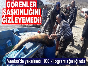 Manisa'da 100 kilogramlık yayın balığı yakalandı