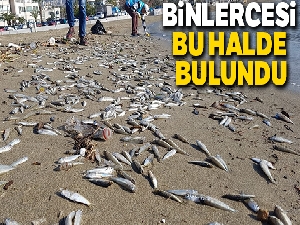 Alanya'da telef olmuş binlerce balık sahile vurdu