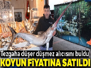 Kılıç balığı koyun fiyatına satıldı